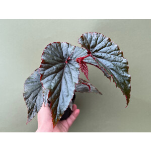 Begonia Black Magic