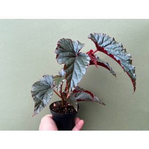 Begonia Black Magic