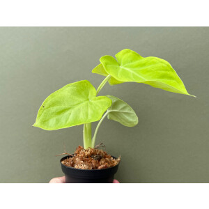 Xanthosoma sagittifolium Lime
