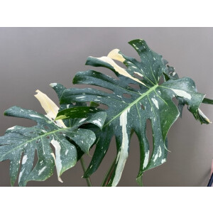 Monstera Thai Constellation XL