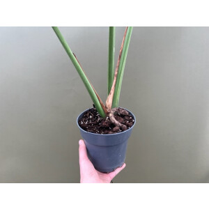 Monstera Thai Constellation XL