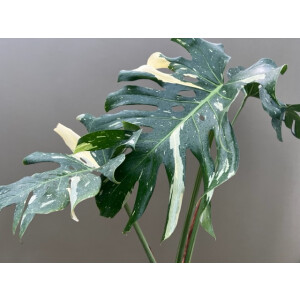 Monstera Thai Constellation XL