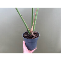 Monstera Thai Constellation XL