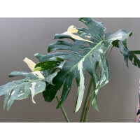 Monstera Thai Constellation XL