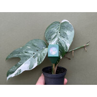 Soil Meter