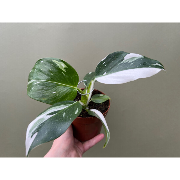 Philodendron White Wizard