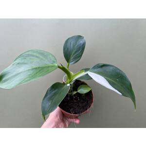 Philodendron White Wizard
