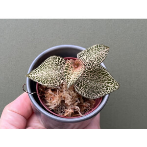 Anoectochilus roxburghii White Gold