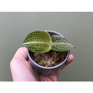 Anoectochilus siamensis