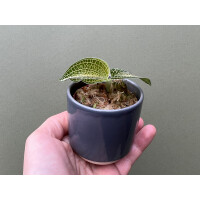 Anoectochilus siamensis