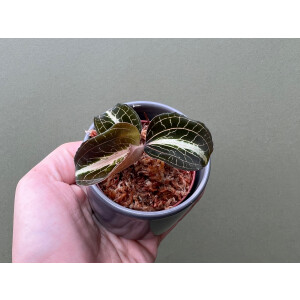 Anoectochilus lylei Red Splash