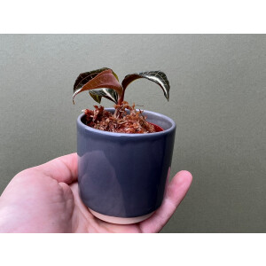 Anoectochilus lylei Red Splash