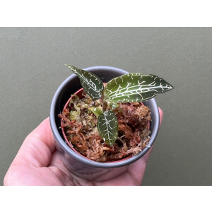 Goodyera hispida