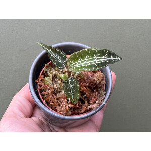 Goodyera hispida