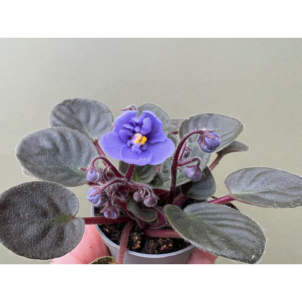 Saintpaulia ionantha blue