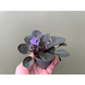 Saintpaulia ionantha blau