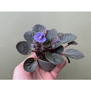 Saintpaulia ionantha blue