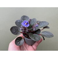 Saintpaulia ionantha blue