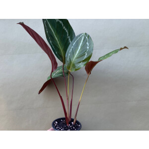 Angebot Calathea Bicajoux Mamba Pink