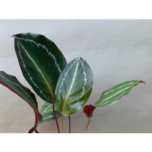 Angebot Calathea Bicajoux Mamba Pink