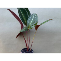 Angebot Calathea Bicajoux Mamba Pink