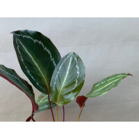 Angebot Calathea Bicajoux Mamba Pink