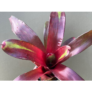 Neoregelia Bob