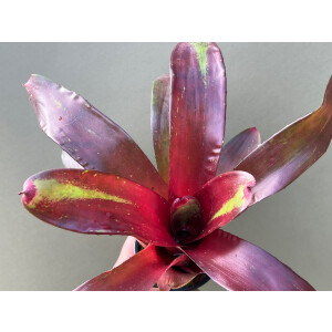 Neoregelia Bob