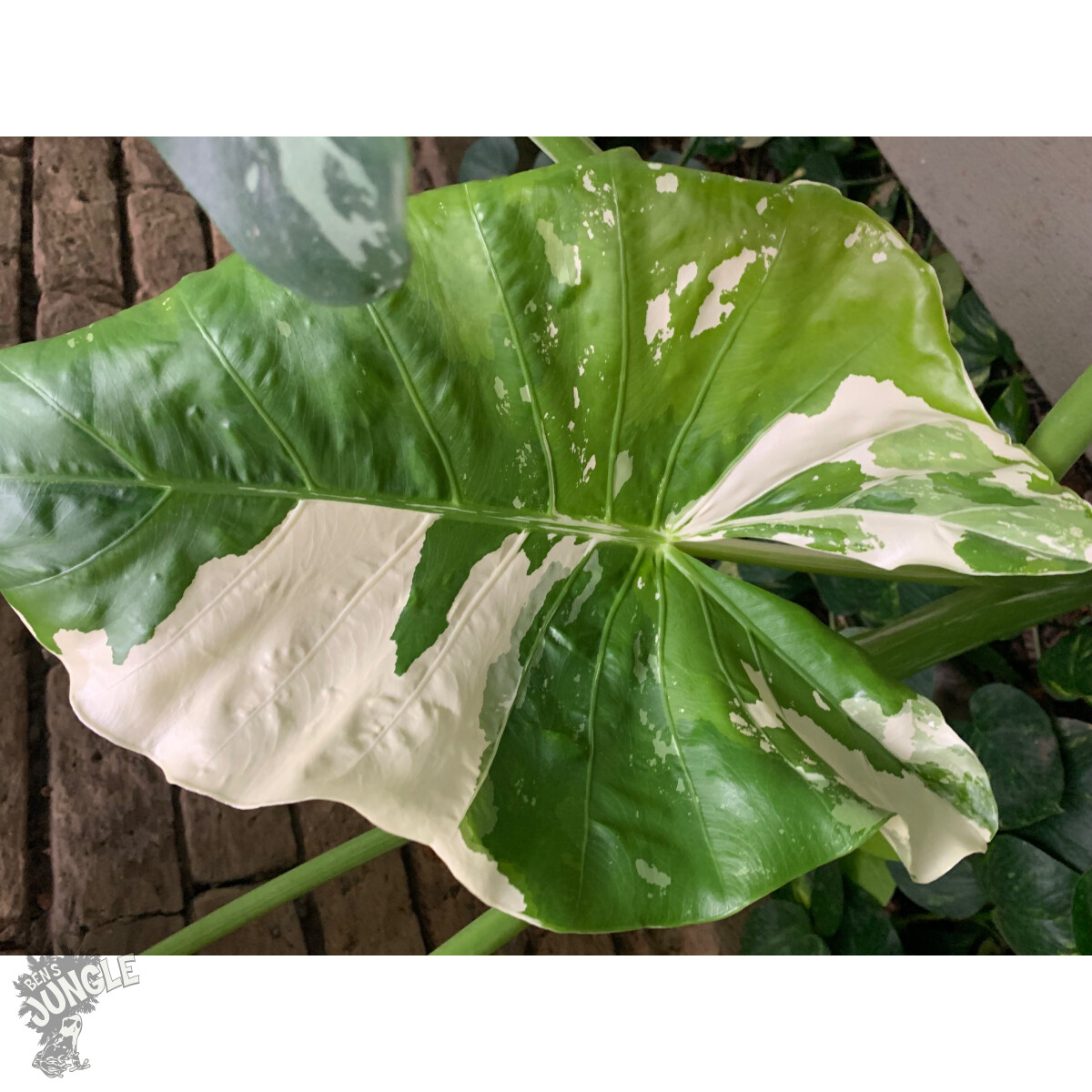 Alocasia Macrorrhiza variegata Bulbe box