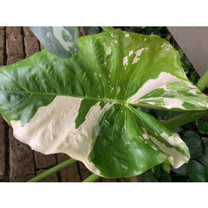 Alocasia Macrorrhiza variegata Bulbe