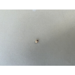 Anthurium magnificum Seed