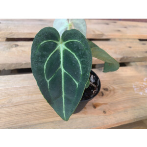 Anthurium magnificum Seed