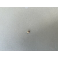 Anthurium magnificum Seed