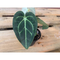 Anthurium magnificum Seed