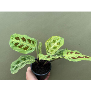 Maranta Light Veins