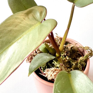 Philodendron atabapoense Babyplant