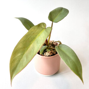 Philodendron atabapoense Babyplant