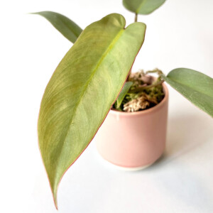 Philodendron atabapoense Babyplant