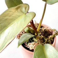 Philodendron atabapoense Babyplant