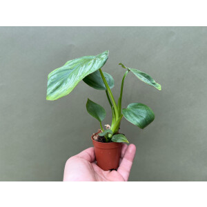 Philodendron Mamei Babyplant