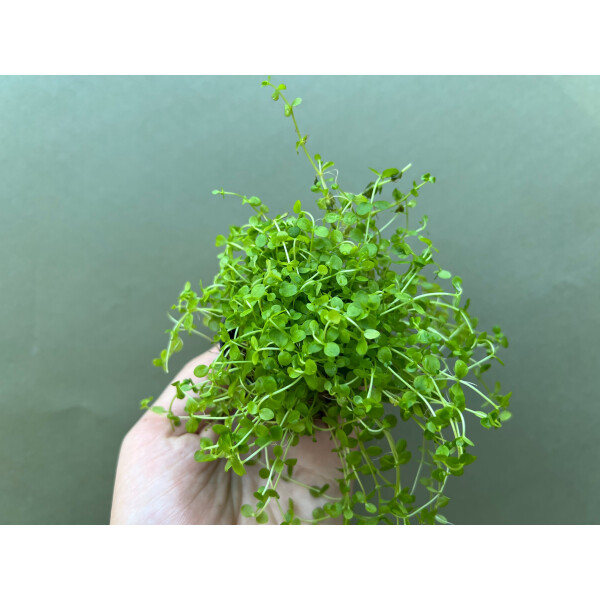 Micranthemum Monte Carlo