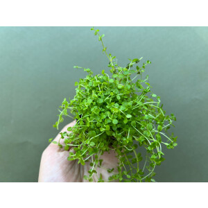 Micranthemum Monte Carlo Bodendecker
