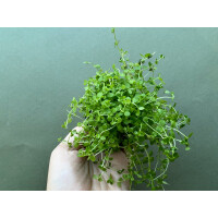 Micranthemum Monte Carlo