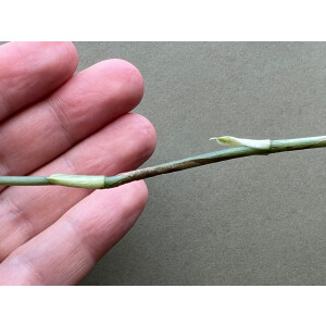 MONSTERA OBLIQUA PERU Ableger/Node