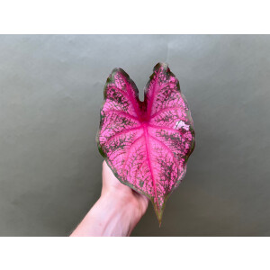 Caladium Fannie Munson