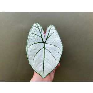 Caladium Candidum Senior
