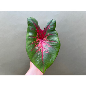 Caladium Fire Chief