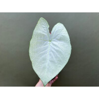 Caladium Florida Moonlight