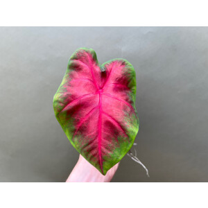 Caladium Freida Hemple