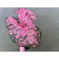 Caladium Pink Beauty